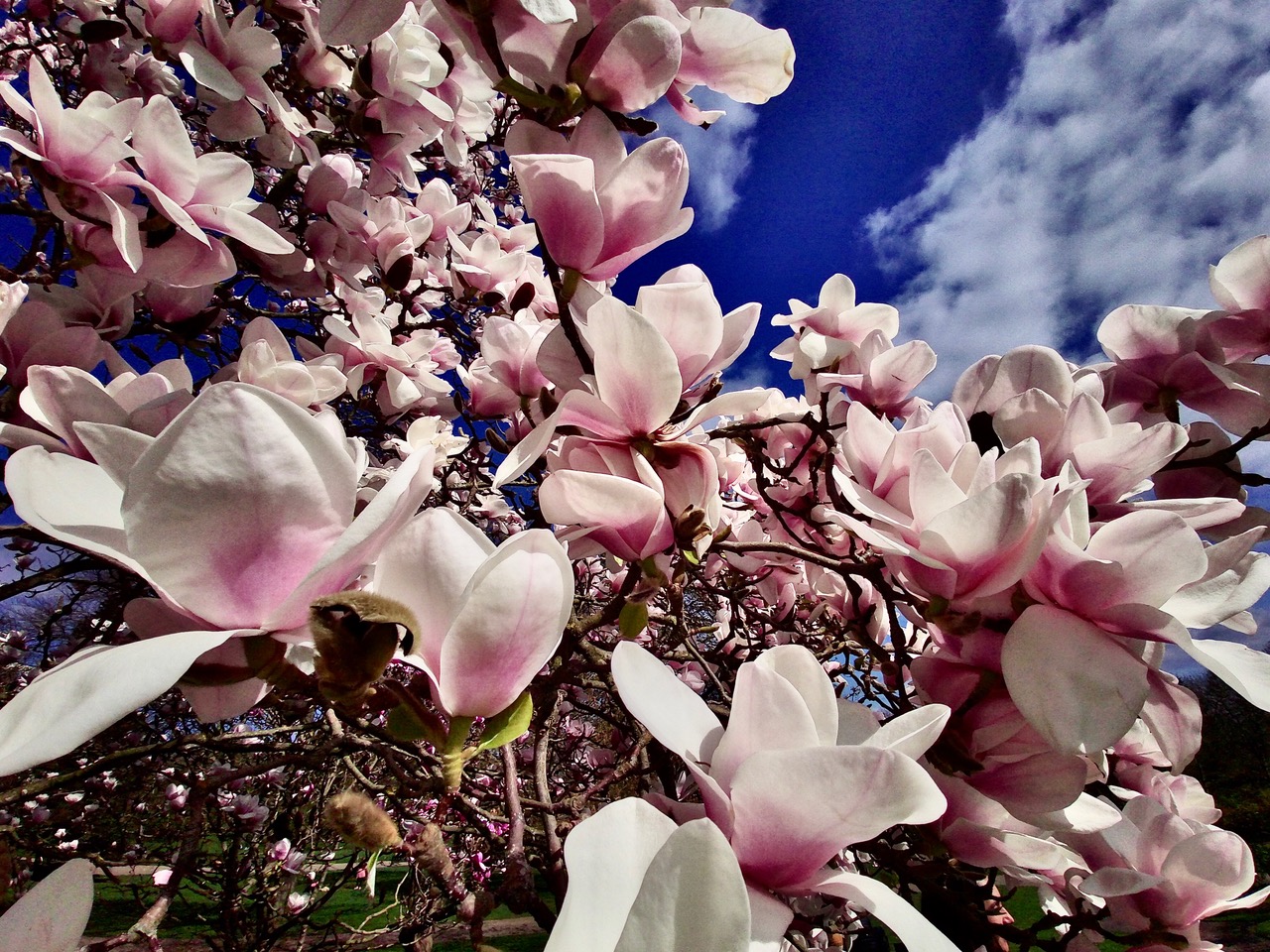 Fwd: Magnolias Sheffield Botanical Gardens. Keith Bown			
					</div><!-- .entry-content -->
		
		<footer>
		
		
		
					
					</footer><!-- .entry-meta -->
	</article><!-- #post -->
				
											
				
		
<hr class=