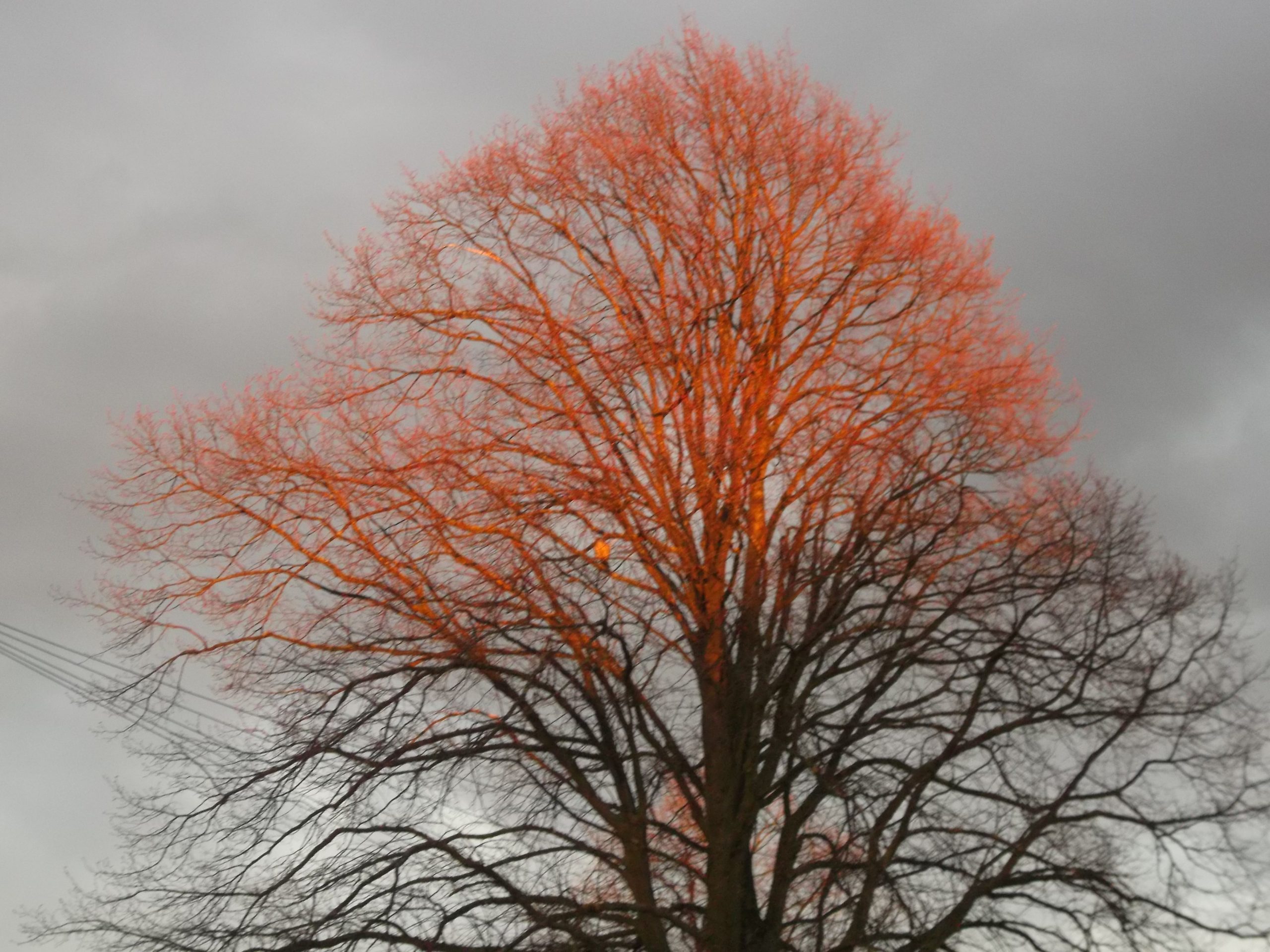 Fwd: tree in the setting of the sun 7.44pm 9.4.2021			
					</div><!-- .entry-content -->
		
		<footer>
		
		
		
					
					</footer><!-- .entry-meta -->
	</article><!-- #post -->
				
											
				
		
<hr class=