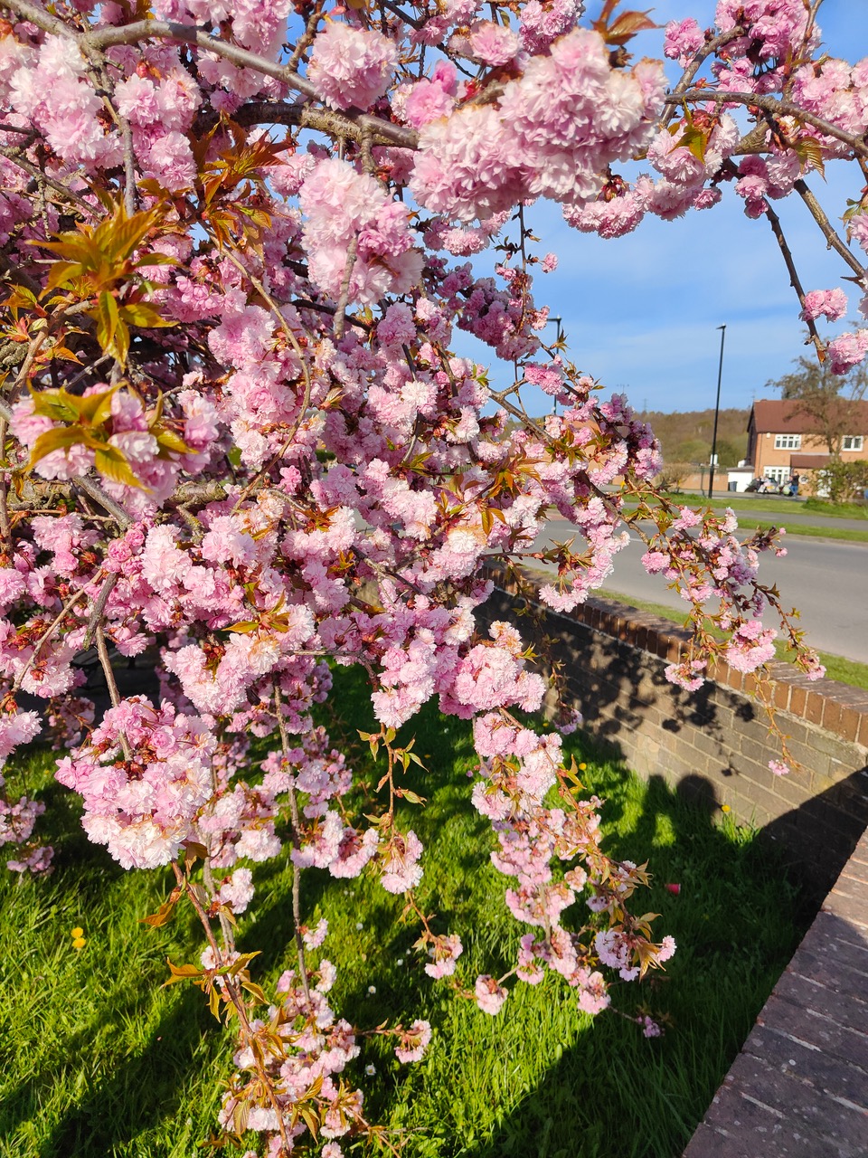 Fwd: Cherry blossom			
					</div><!-- .entry-content -->
		
		<footer>
		
		
		
					
					</footer><!-- .entry-meta -->
	</article><!-- #post -->
				
											
				
		
<hr class=