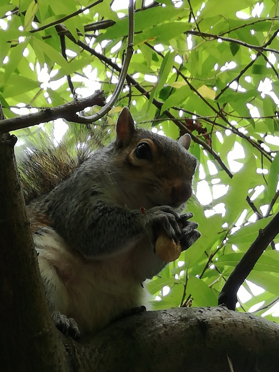 Fwd: Cute squirrel			
					</div><!-- .entry-content -->
		
		<footer>
		
		
		
					
					</footer><!-- .entry-meta -->
	</article><!-- #post -->
				
											
				
		
<hr class=