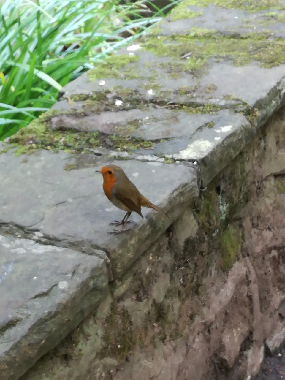 Fwd: Tiny robin			
					</div><!-- .entry-content -->
		
		<footer>
		
		
		
					
					</footer><!-- .entry-meta -->
	</article><!-- #post -->
				
											
				
		
<hr class=