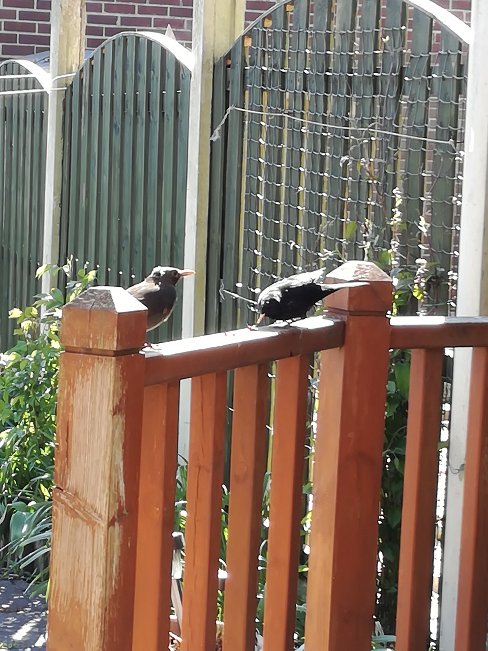 Fwd: CHEEKY BIRDIES			
					</div><!-- .entry-content -->
		
		<footer>
		
		
		
					
					</footer><!-- .entry-meta -->
	</article><!-- #post -->
				
											
				
		
<hr class=
