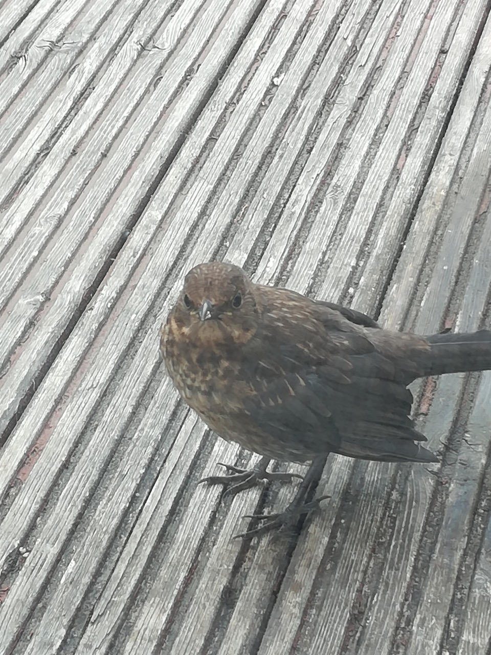 Fwd: Beautiful birdy			
					</div><!-- .entry-content -->
		
		<footer>
		
		
		
					
					</footer><!-- .entry-meta -->
	</article><!-- #post -->
				
											
				
		
<hr class=