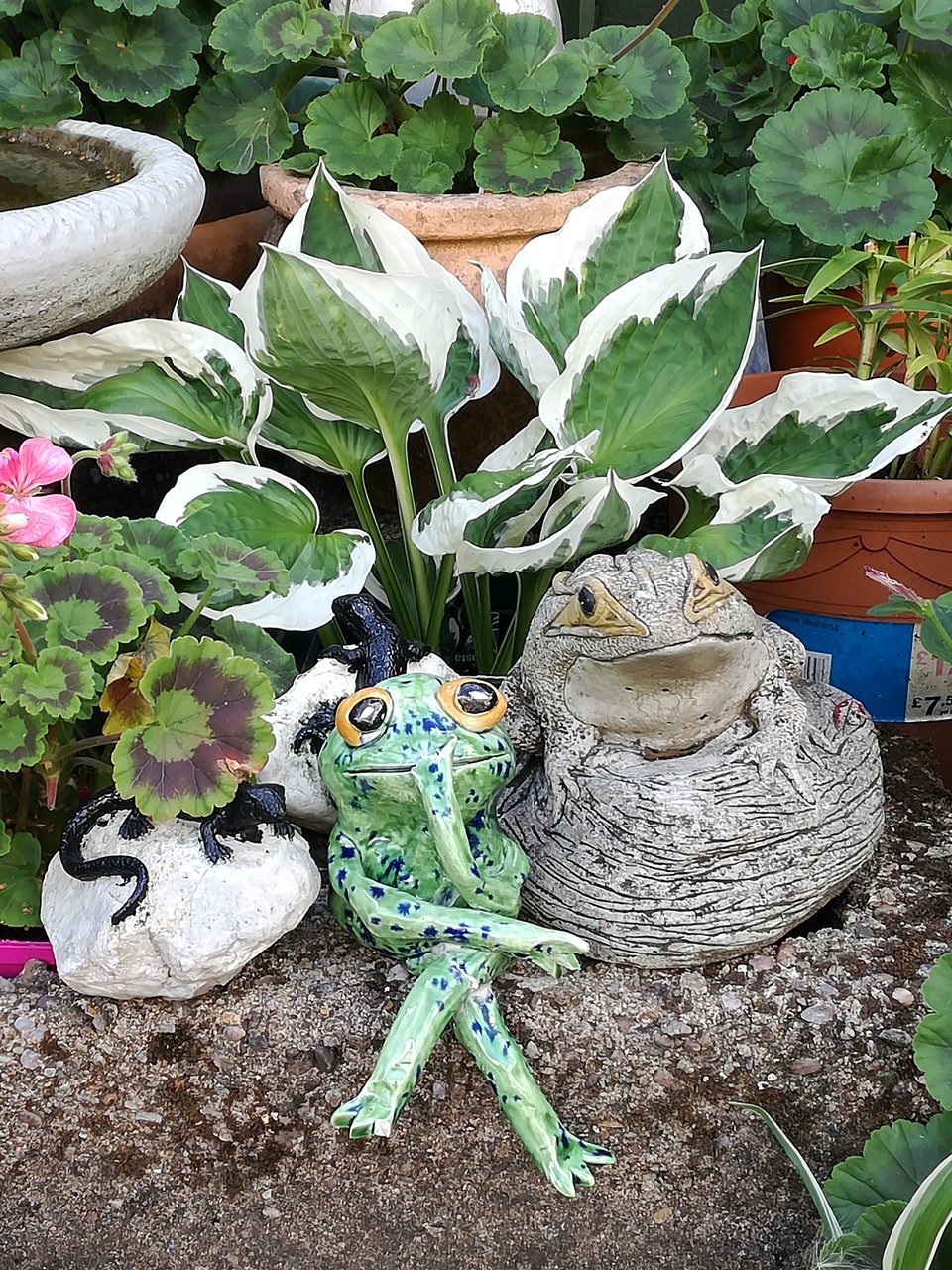 Fwd: FROGS CONTEMPLATING			
					</div><!-- .entry-content -->
		
		<footer>
		
		
		
					
					</footer><!-- .entry-meta -->
	</article><!-- #post -->
				
											
				
		
<hr class=