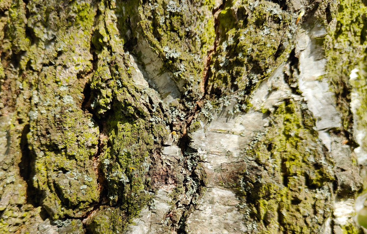 Fwd: Old silver birch			
					</div><!-- .entry-content -->
		
		<footer>
		
		
		
					
					</footer><!-- .entry-meta -->
	</article><!-- #post -->
				
											
				
		
<hr class=