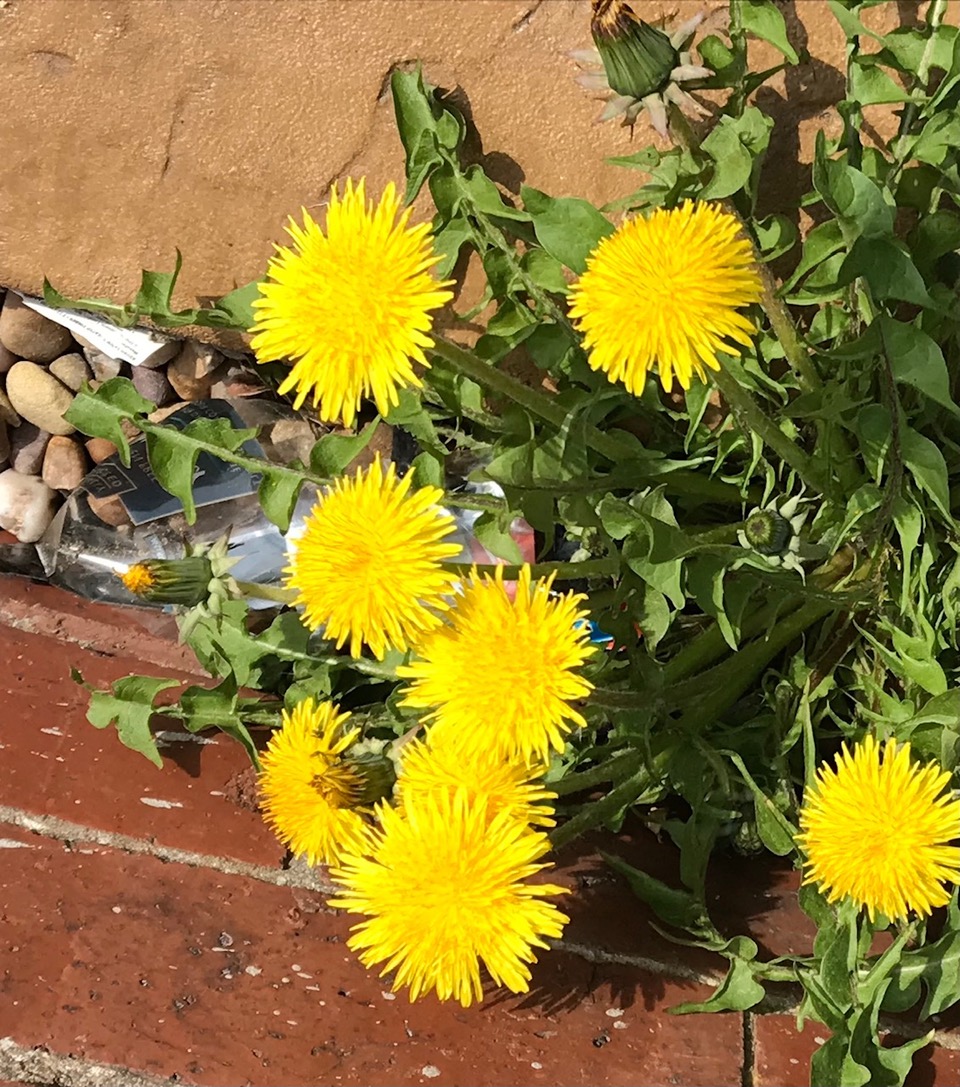Fwd: Even Dandi  Ons are pretty Val Unwin of Aughton			
					</div><!-- .entry-content -->
		
		<footer>
		
		
		
					
					</footer><!-- .entry-meta -->
	</article><!-- #post -->
				
											
				
		
<hr class=