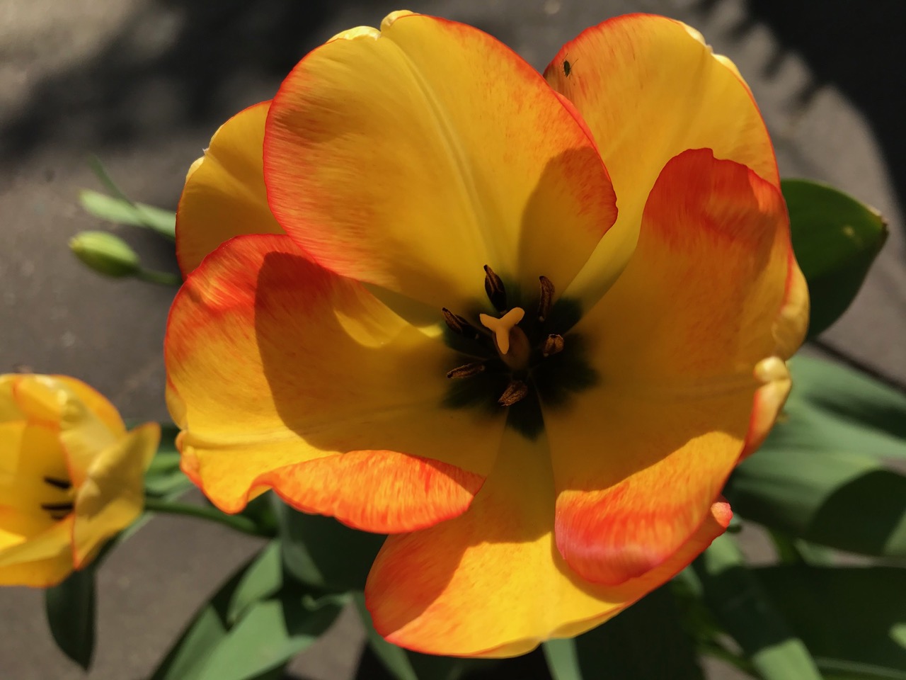 Fwd: Tulips from Aughton by Val Unwin			
					</div><!-- .entry-content -->
		
		<footer>
		
		
		
					
					</footer><!-- .entry-meta -->
	</article><!-- #post -->
				
											
				
		
<hr class=