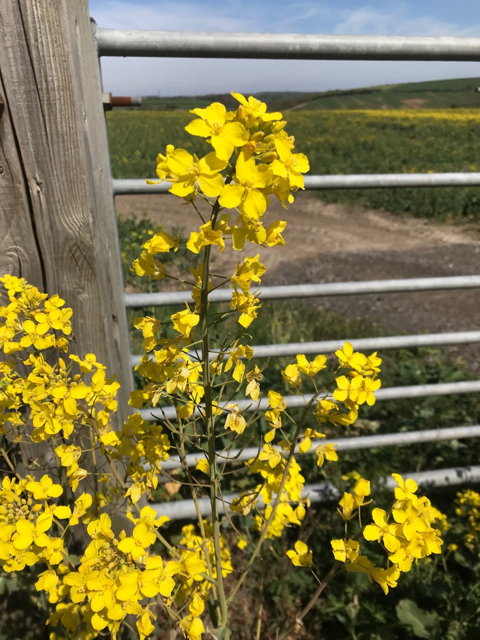 Fwd: Golden Glow by Val Unwin			
					</div><!-- .entry-content -->
		
		<footer>
		
		
		
					
					</footer><!-- .entry-meta -->
	</article><!-- #post -->
				
											
				
		
<hr class=