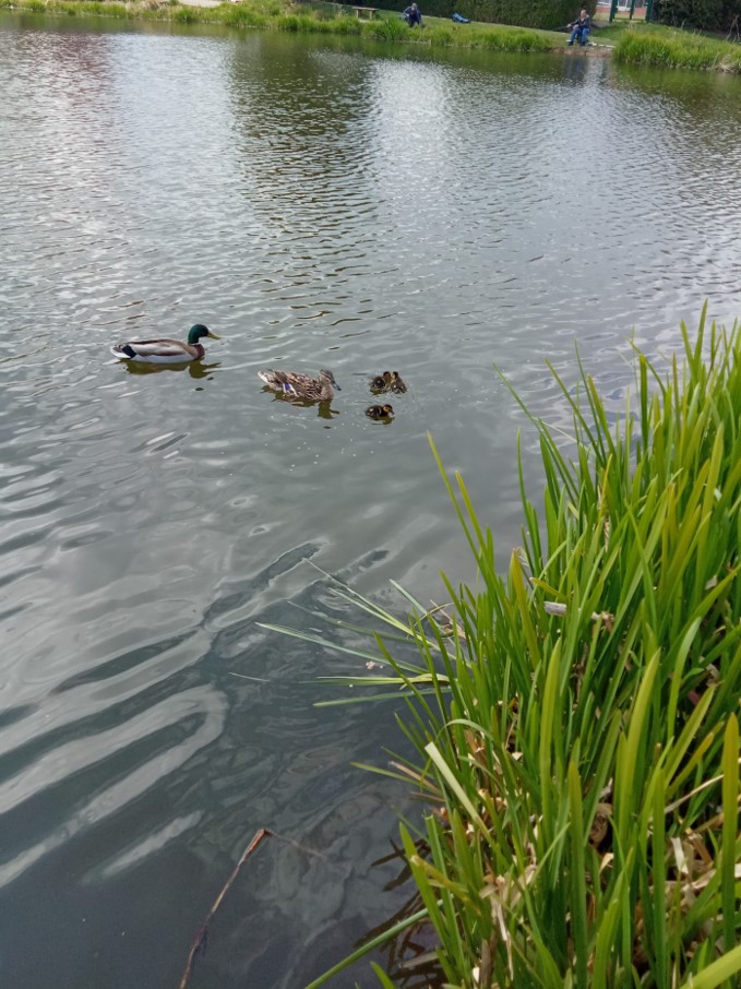 Fwd: 3 new babies on Frecheville pond today 2.5.2021			
					</div><!-- .entry-content -->
		
		<footer>
		
		
		
					
					</footer><!-- .entry-meta -->
	</article><!-- #post -->
				
											
				
		
<hr class=