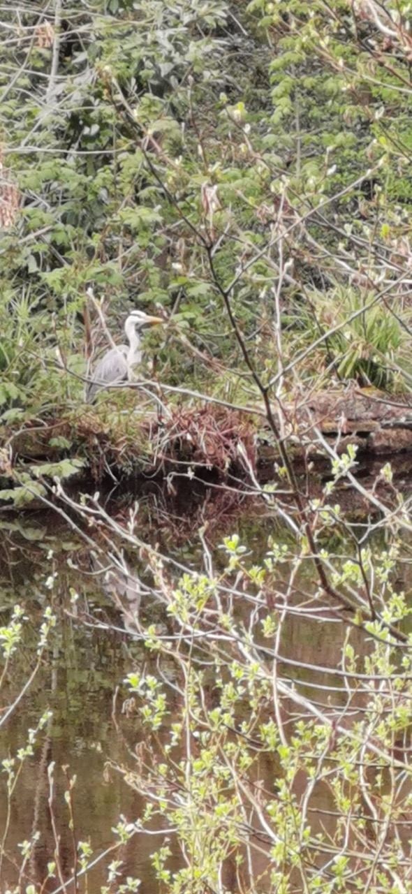 Fwd: Mr Heron of Rivelin by Mike and Vee			
					</div><!-- .entry-content -->
		
		<footer>
		
		
		
					
					</footer><!-- .entry-meta -->
	</article><!-- #post -->
				
											
				
		
<hr class=