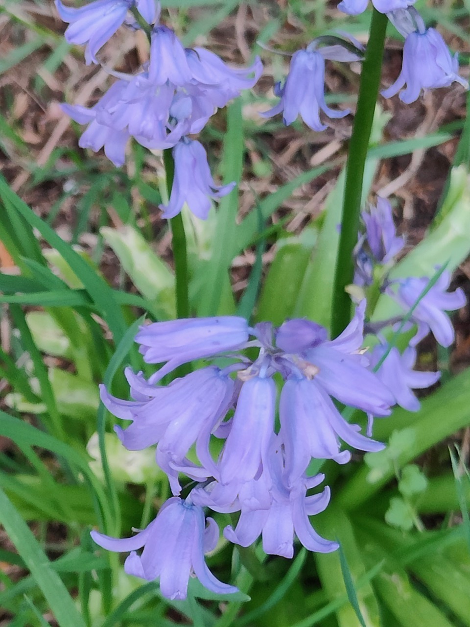Fwd: Non native Spanish bluebell			
					</div><!-- .entry-content -->
		
		<footer>
		
		
		
					
					</footer><!-- .entry-meta -->
	</article><!-- #post -->
				
											
				
		
<hr class=