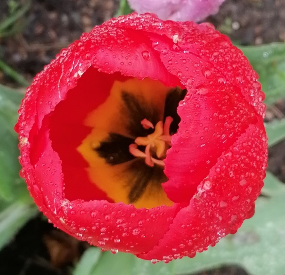 Fwd: By Vee Jay Tulips In Stannington			
					</div><!-- .entry-content -->
		
		<footer>
		
		
		
					
					</footer><!-- .entry-meta -->
	</article><!-- #post -->
				
											
				
		
<hr class=