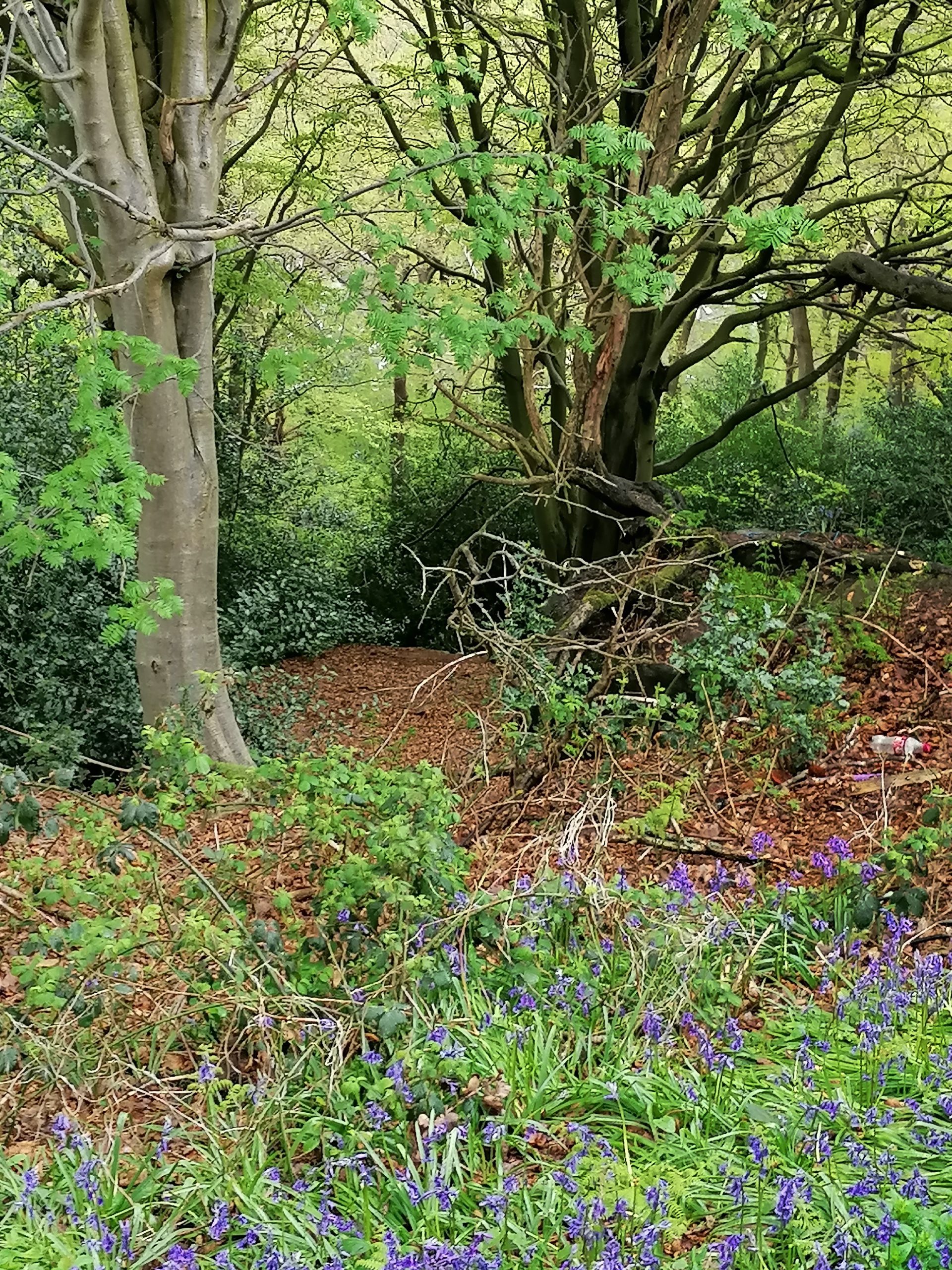 Fwd: By Vee Jay, Bluebells in the woods at Rails			
					</div><!-- .entry-content -->
		
		<footer>
		
		
		
					
					</footer><!-- .entry-meta -->
	</article><!-- #post -->
				
											
				
		
<hr class=