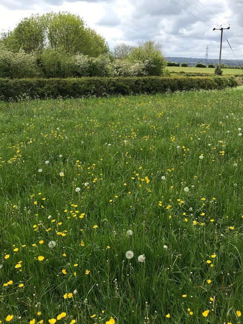 Fwd: Happy Meadow Aughton by Val Unwin			
					</div><!-- .entry-content -->
		
		<footer>
		
		
		
					
					</footer><!-- .entry-meta -->
	</article><!-- #post -->
				
											
				
		
<hr class=