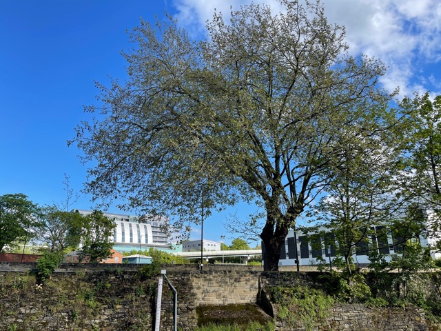 Fwd: South Street Park/River Sheaf Walk pics			
					</div><!-- .entry-content -->
		
		<footer>
		
		
		
					
					</footer><!-- .entry-meta -->
	</article><!-- #post -->
				
											
				
		
<hr class=