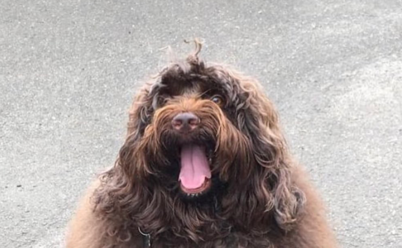 Fwd: Please use my photo of the hot dog. Oliver cooper in beighton.			
					</div><!-- .entry-content -->
		
		<footer>
		
		
		
					
					</footer><!-- .entry-meta -->
	</article><!-- #post -->
				
											
				
		
<hr class=