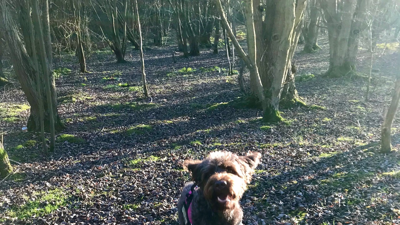 Fwd: Beighton Woods			
					</div><!-- .entry-content -->
		
		<footer>
		
		
		
					
					</footer><!-- .entry-meta -->
	</article><!-- #post -->
				
											
				
		
<hr class=