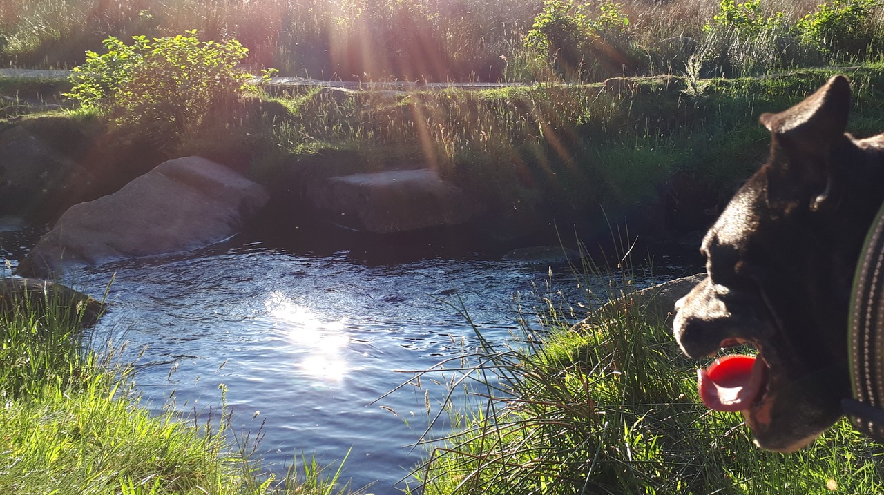 Fwd: Photograph by James Marples, Padley Gorge			
					</div><!-- .entry-content -->
		
		<footer>
		
		
		
					
					</footer><!-- .entry-meta -->
	</article><!-- #post -->
				
											
				
		
<hr class=