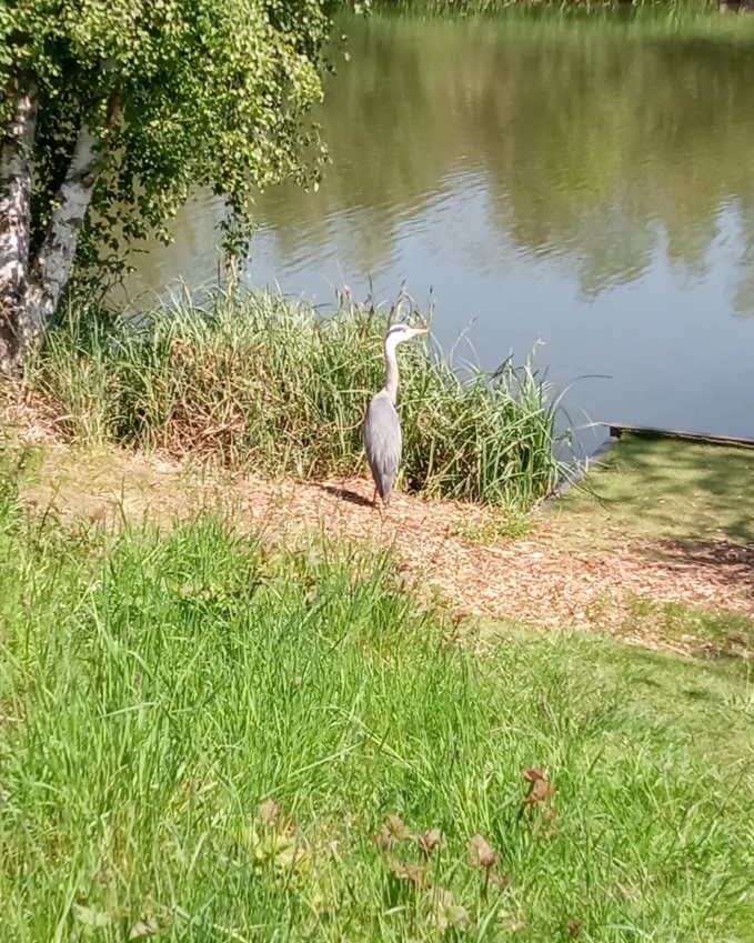 Fwd: Heron in Poolsbrook Country Park Sheffield from Sue Rodgers 31st May 2021			
					</div><!-- .entry-content -->
		
		<footer>
		
		
		
					
					</footer><!-- .entry-meta -->
	</article><!-- #post -->
				
											
				
		
<hr class=