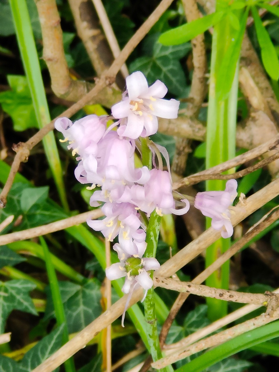 Fwd: Non native blue bell			
					</div><!-- .entry-content -->
		
		<footer>
		
		
		
					
					</footer><!-- .entry-meta -->
	</article><!-- #post -->
				
											
				
		
<hr class=