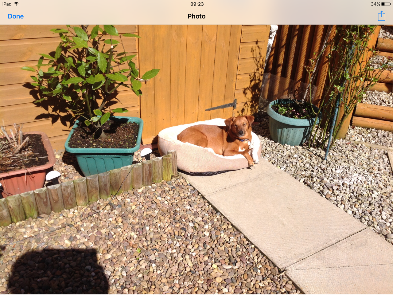 Fwd: Photograph by Nira of Rusty			
					</div><!-- .entry-content -->
		
		<footer>
		
		
		
					
					</footer><!-- .entry-meta -->
	</article><!-- #post -->
				
											
				
		
<hr class=