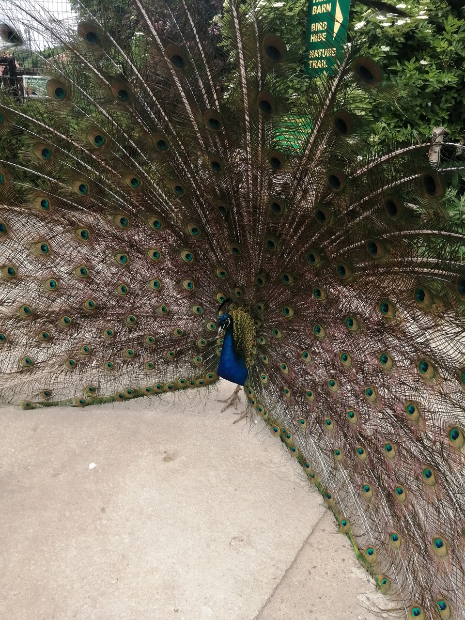 Fwd: Tropical butterfly house			
					</div><!-- .entry-content -->
		
		<footer>
		
		
		
					
					</footer><!-- .entry-meta -->
	</article><!-- #post -->
				
											
				
		
<hr class=