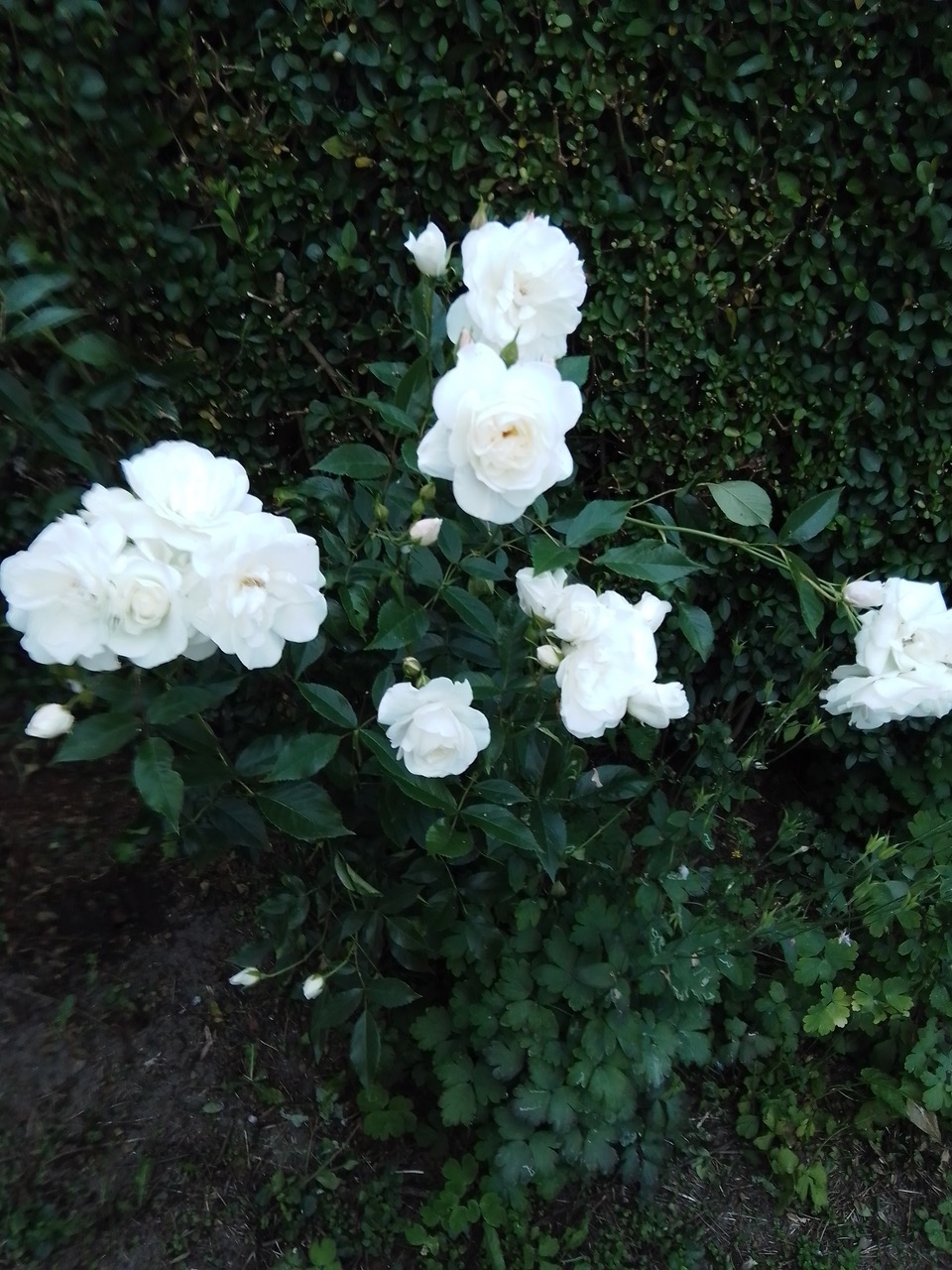 Fwd: Garden roses			
					</div><!-- .entry-content -->
		
		<footer>
		
		
		
					
					</footer><!-- .entry-meta -->
	</article><!-- #post -->
				
											
				
		
<hr class=