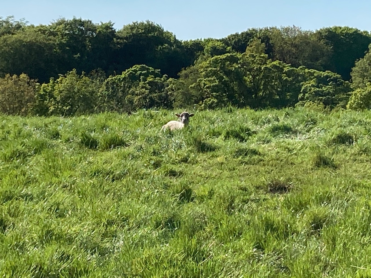 Fwd: Sheep			
					</div><!-- .entry-content -->
		
		<footer>
		
		
		
					
					</footer><!-- .entry-meta -->
	</article><!-- #post -->
				
											
				
		
<hr class=