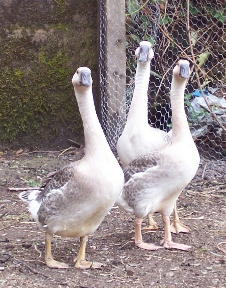Fwd: [SPAM] My Geese			
					</div><!-- .entry-content -->
		
		<footer>
		
		
		
					
					</footer><!-- .entry-meta -->
	</article><!-- #post -->
				
											
				
		
<hr class=