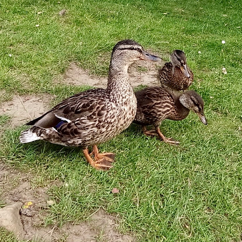 Fwd: Mallard Family Howden Reservoir. Keith Bown			
					</div><!-- .entry-content -->
		
		<footer>
		
		
		
					
					</footer><!-- .entry-meta -->
	</article><!-- #post -->
				
											
				
		
<hr class=