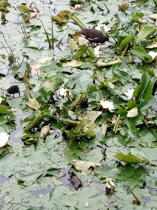 Fwd: Moorhen and 2 chicks walking about on lily leaves Rother Valley			
					</div><!-- .entry-content -->
		
		<footer>
		
		
		
					
					</footer><!-- .entry-meta -->
	</article><!-- #post -->
				
											
				
		
<hr class=