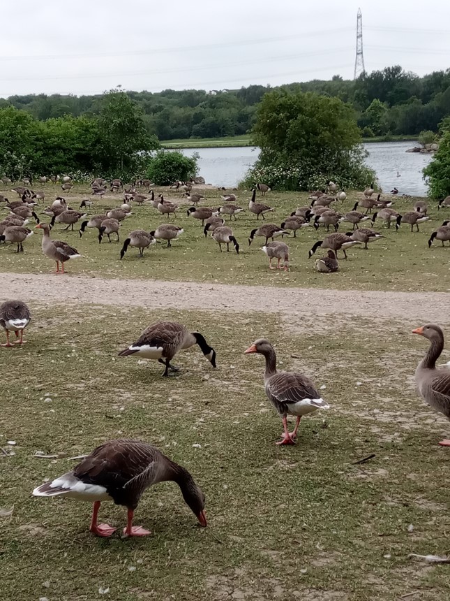 Fwd: Feeding time for the Geese at Rother Valley 2nd July 2021 from Sue Rodgers			
					</div><!-- .entry-content -->
		
		<footer>
		
		
		
					
					</footer><!-- .entry-meta -->
	</article><!-- #post -->
				
											
				
		
<hr class=