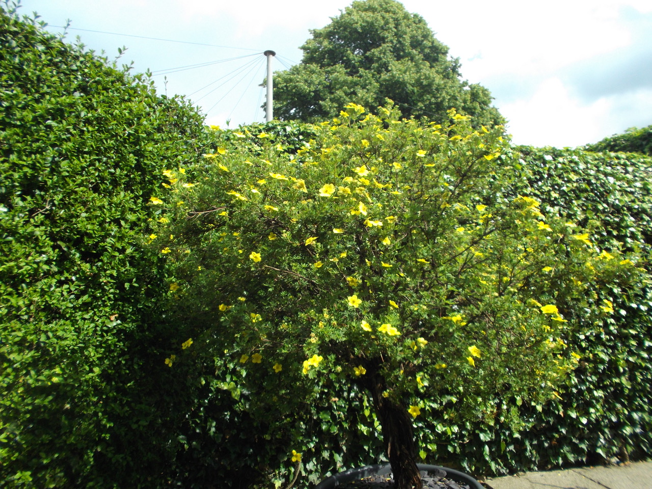 Fwd: Mini tree in the back garden Frecheville Sue Rodgers 6th July 2021			
					</div><!-- .entry-content -->
		
		<footer>
		
		
		
					
					</footer><!-- .entry-meta -->
	</article><!-- #post -->
				
											
				
		
<hr class=