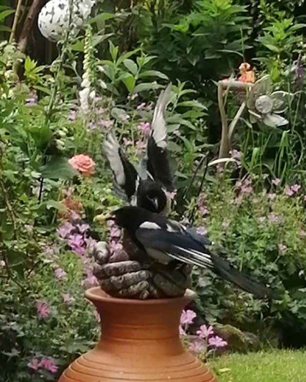 Fwd: Marie’s Magpies at Kirkstall.			
					</div><!-- .entry-content -->
		
		<footer>
		
		
		
					
					</footer><!-- .entry-meta -->
	</article><!-- #post -->
				
											
				
		
<hr class=