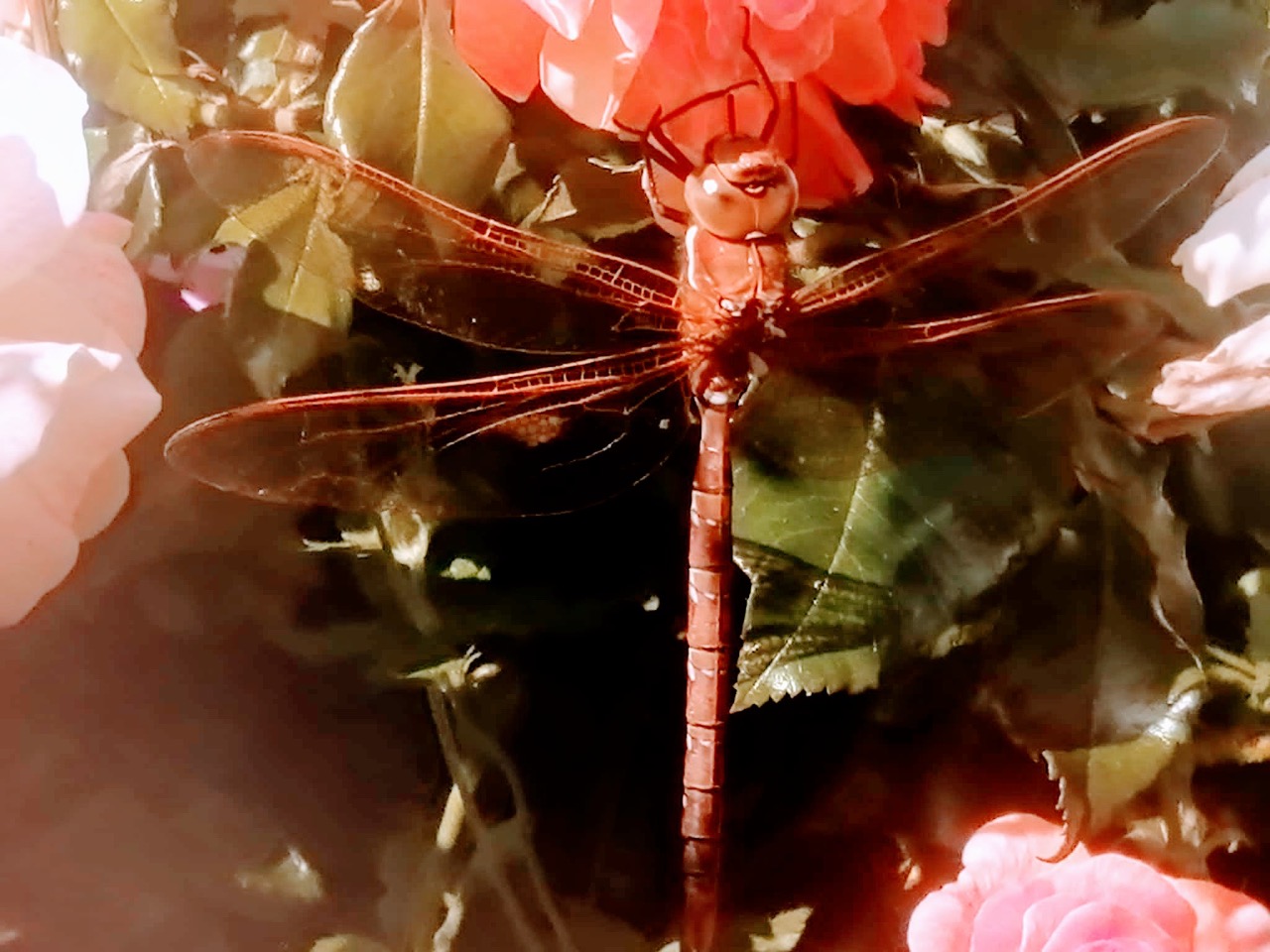 Fwd: Marie’s Dragonfly at Kirkstall.			
					</div><!-- .entry-content -->
		
		<footer>
		
		
		
					
					</footer><!-- .entry-meta -->
	</article><!-- #post -->
				
											
				
		
<hr class=
