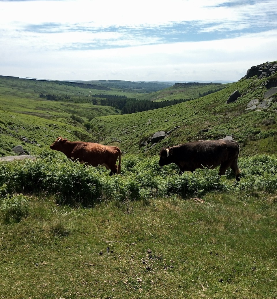 Fwd: Burbage by shona.78			
					</div><!-- .entry-content -->
		
		<footer>
		
		
		
					
					</footer><!-- .entry-meta -->
	</article><!-- #post -->
				
											
				
		
<hr class=