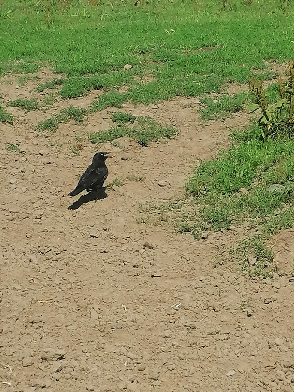 Fwd: Farm Crow by Vee Jay			
					</div><!-- .entry-content -->
		
		<footer>
		
		
		
					
					</footer><!-- .entry-meta -->
	</article><!-- #post -->
				
											
				
		
<hr class=