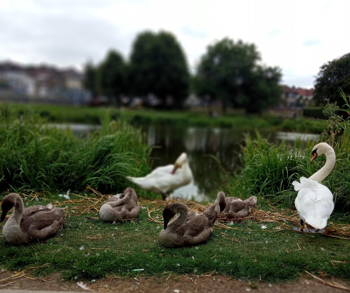 Fwd: Swans preening at Frecheville pond			
					</div><!-- .entry-content -->
		
		<footer>
		
		
		
					
					</footer><!-- .entry-meta -->
	</article><!-- #post -->
				
											
				
		
<hr class=