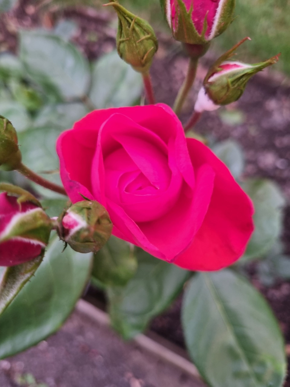 Fwd: Roses by Gillian Hessay			
					</div><!-- .entry-content -->
		
		<footer>
		
		
		
					
					</footer><!-- .entry-meta -->
	</article><!-- #post -->
				
											
				
		
<hr class=