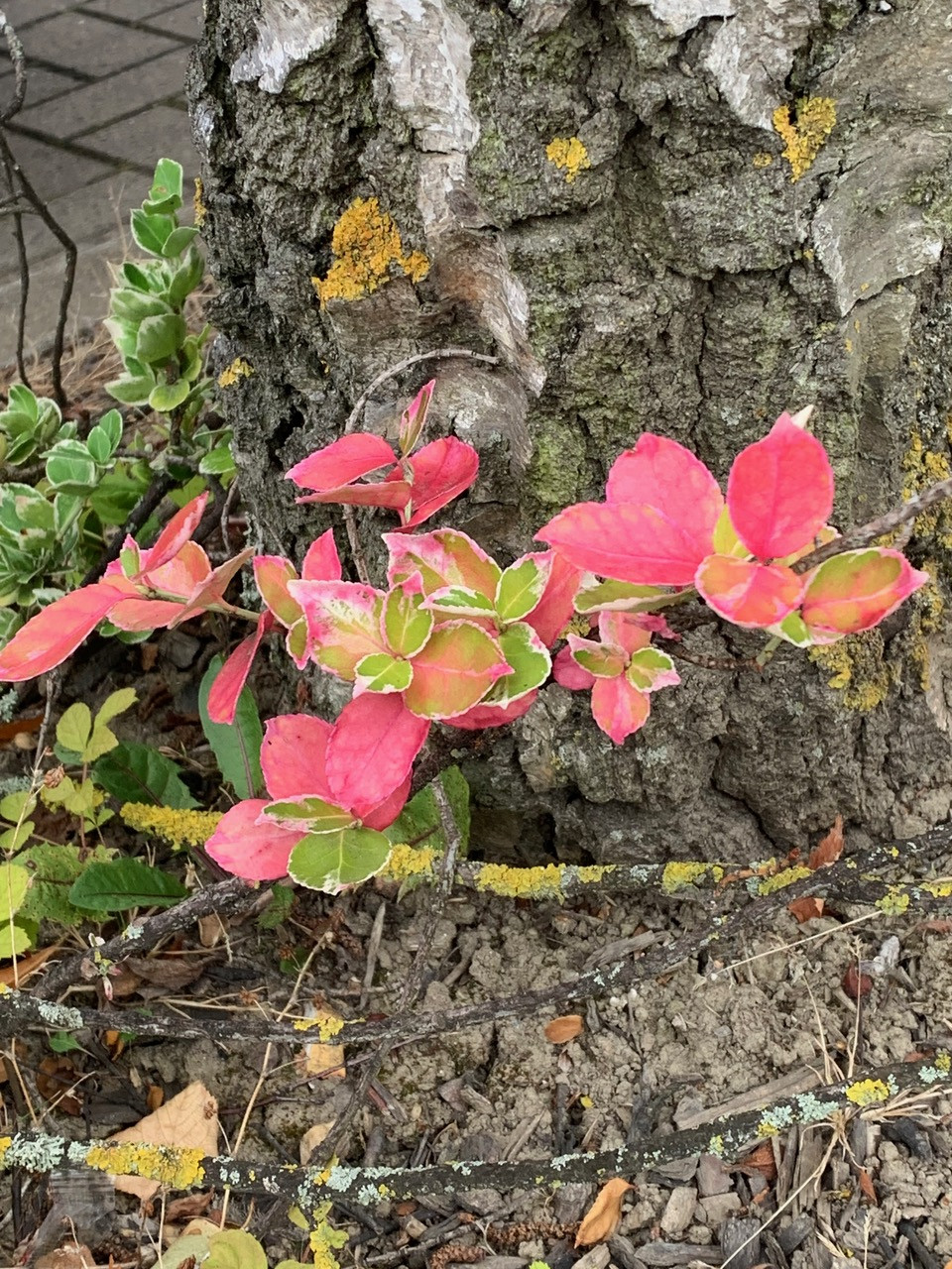 Fwd: Beauty in a car park.  Crystal peaks car park &hellip;			
					</div><!-- .entry-content -->
		
		<footer>
		
		
		
					
					</footer><!-- .entry-meta -->
	</article><!-- #post -->
				
											
				
		
<hr class=