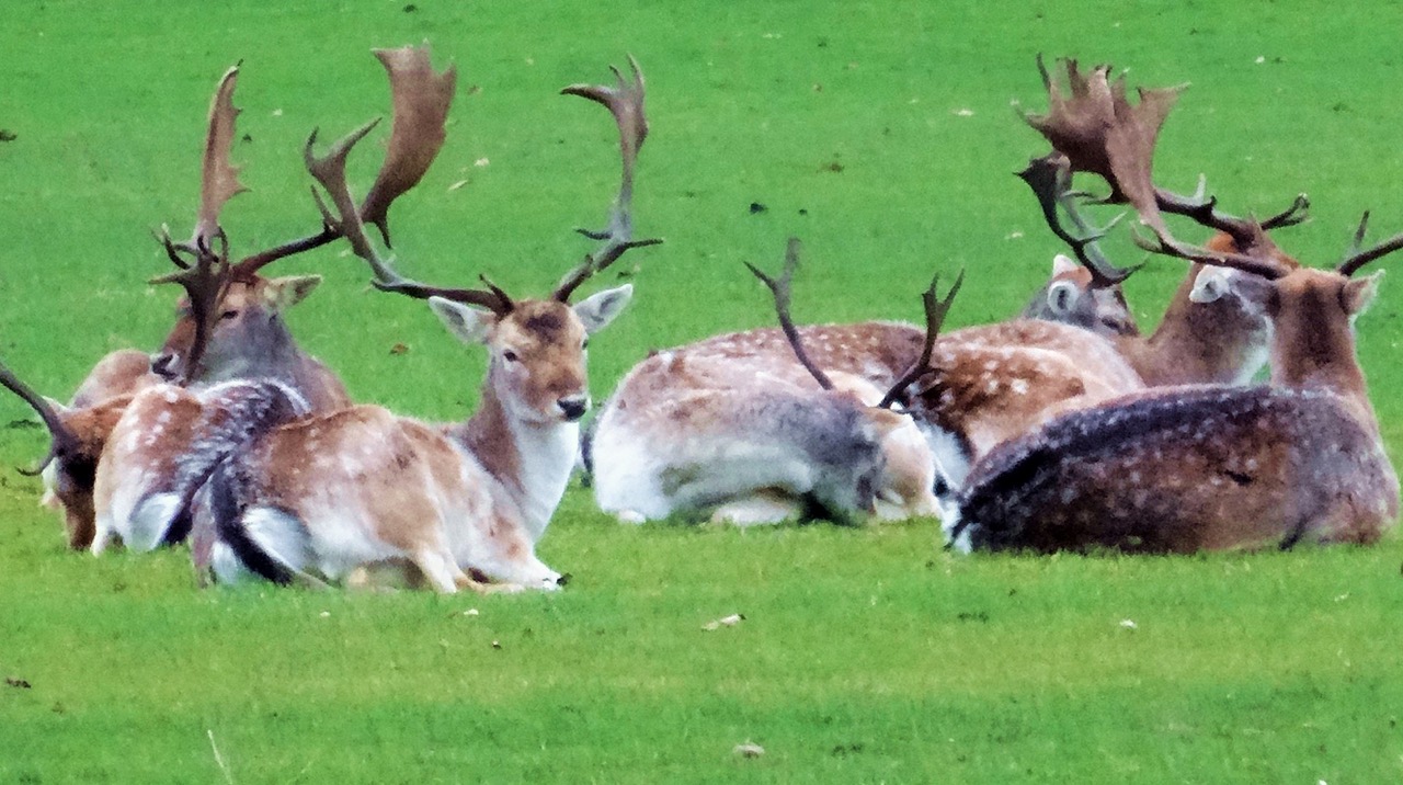 Fwd: Chatsworth Deer			
					</div><!-- .entry-content -->
		
		<footer>
		
		
		
					
					</footer><!-- .entry-meta -->
	</article><!-- #post -->
				
											
				
		
<hr class=