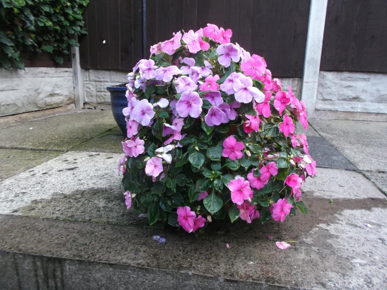 Fwd: Ball of Impatiens			
					</div><!-- .entry-content -->
		
		<footer>
		
		
		
					
					</footer><!-- .entry-meta -->
	</article><!-- #post -->
				
											
				
		
<hr class=