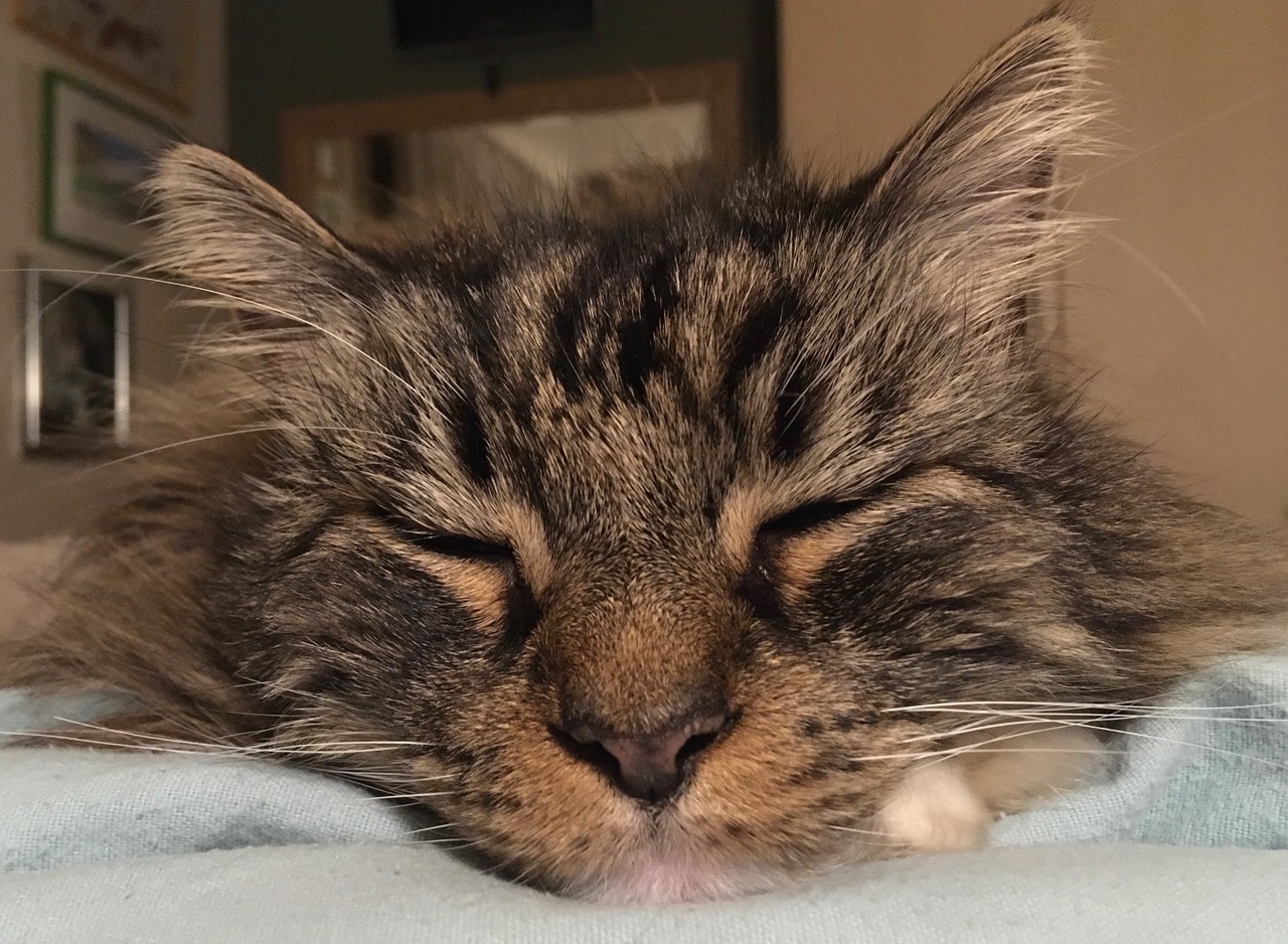 Fwd: Perfect furry face from Jerry			
					</div><!-- .entry-content -->
		
		<footer>
		
		
		
					
					</footer><!-- .entry-meta -->
	</article><!-- #post -->
				
											
				
		
<hr class=