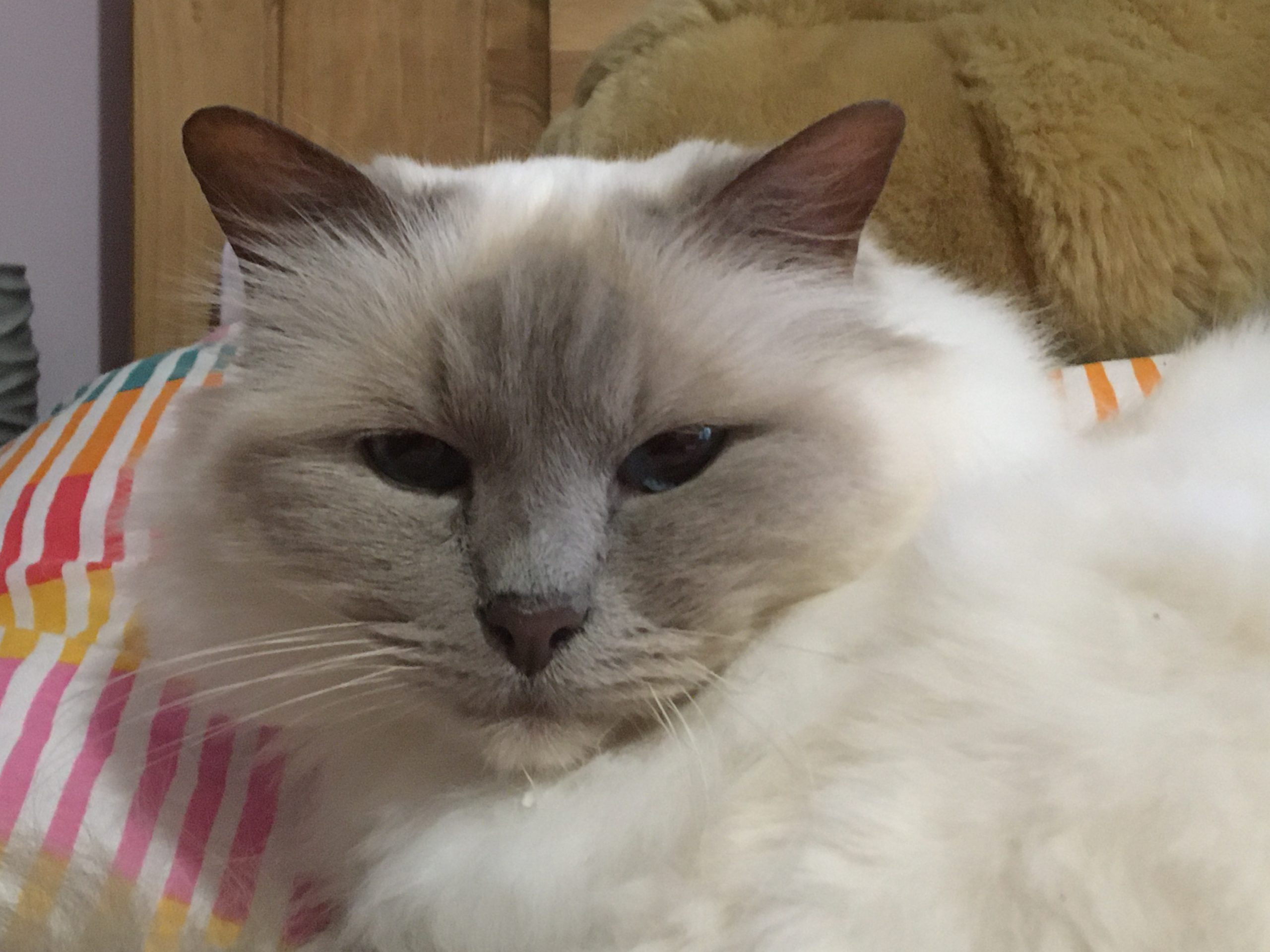 Fwd: Sookie age 8			
					</div><!-- .entry-content -->
		
		<footer>
		
		
		
					
					</footer><!-- .entry-meta -->
	</article><!-- #post -->
				
											
				
		
<hr class=