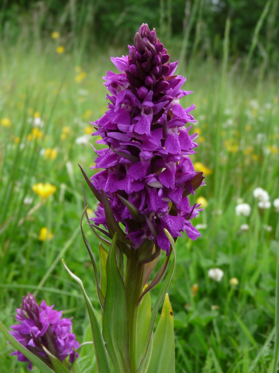 Fwd: wild orchid			
					</div><!-- .entry-content -->
		
		<footer>
		
		
		
					
					</footer><!-- .entry-meta -->
	</article><!-- #post -->
				
											
				
		
<hr class=