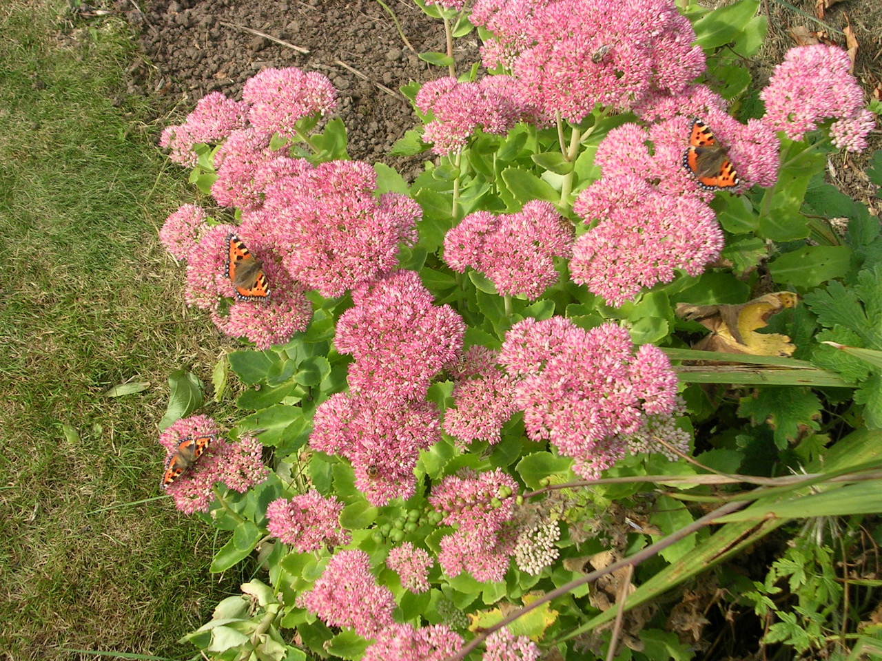 Fwd: Butterflies			
					</div><!-- .entry-content -->
		
		<footer>
		
		
		
					
					</footer><!-- .entry-meta -->
	</article><!-- #post -->
				
											
				
		
<hr class=