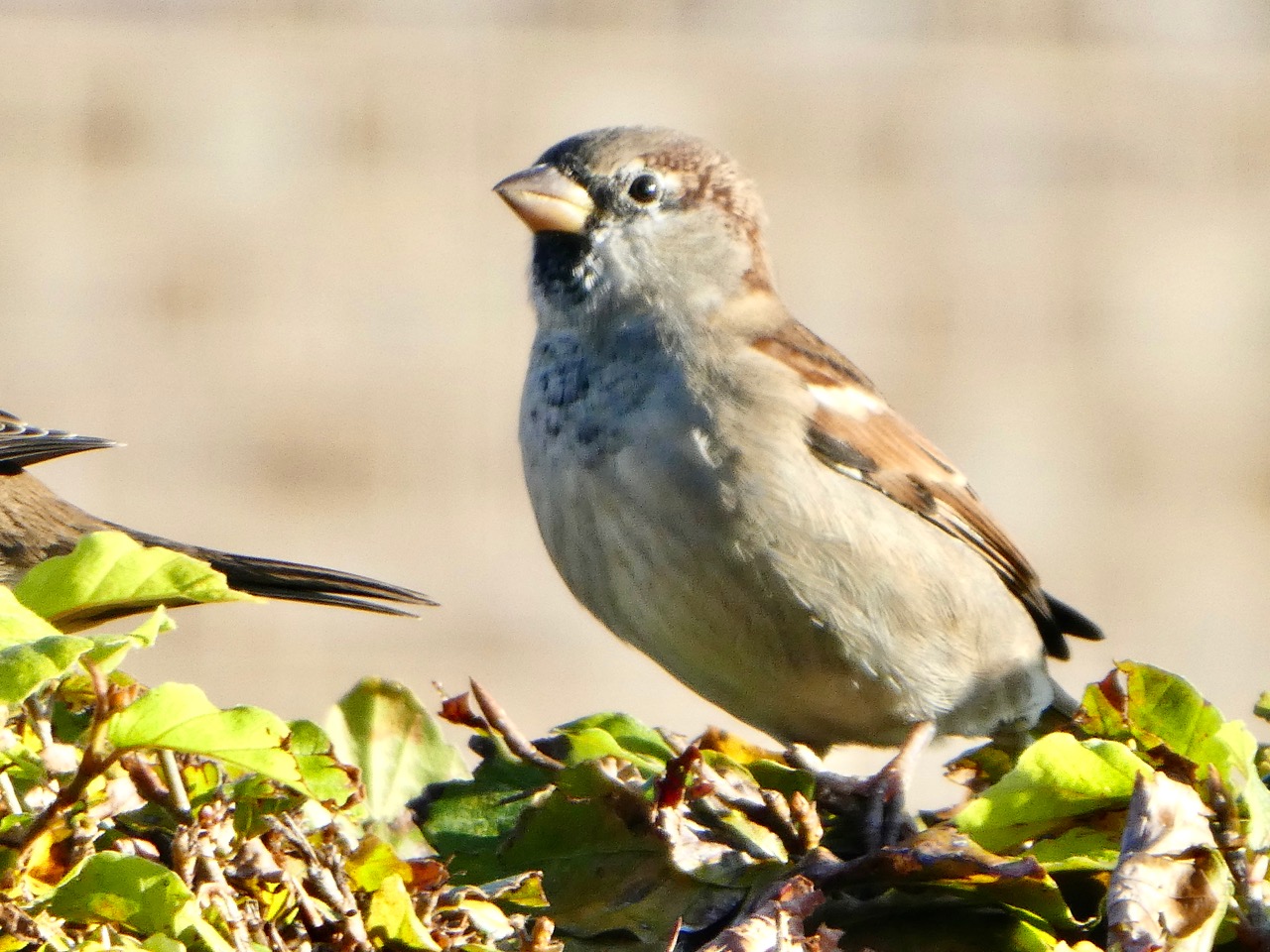 Fwd: Sparrow Sheffield. Keith Bown			
					</div><!-- .entry-content -->
		
		<footer>
		
		
		
					
					</footer><!-- .entry-meta -->
	</article><!-- #post -->
				
											
				
		
<hr class=