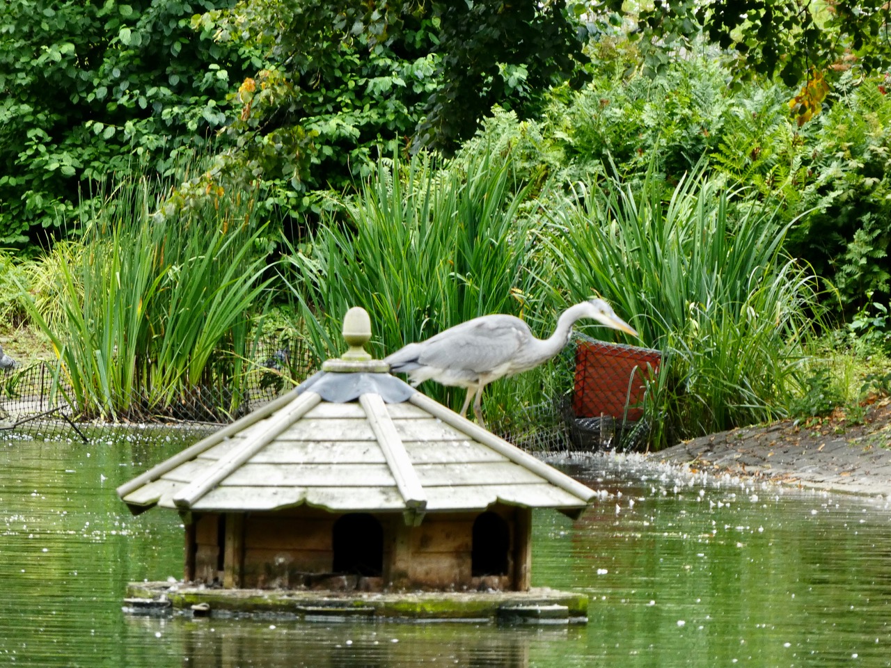 Fwd: Heron Weston Park Sheffield. Keith Bown			
					</div><!-- .entry-content -->
		
		<footer>
		
		
		
					
					</footer><!-- .entry-meta -->
	</article><!-- #post -->
				
											
				
		
<hr class=
