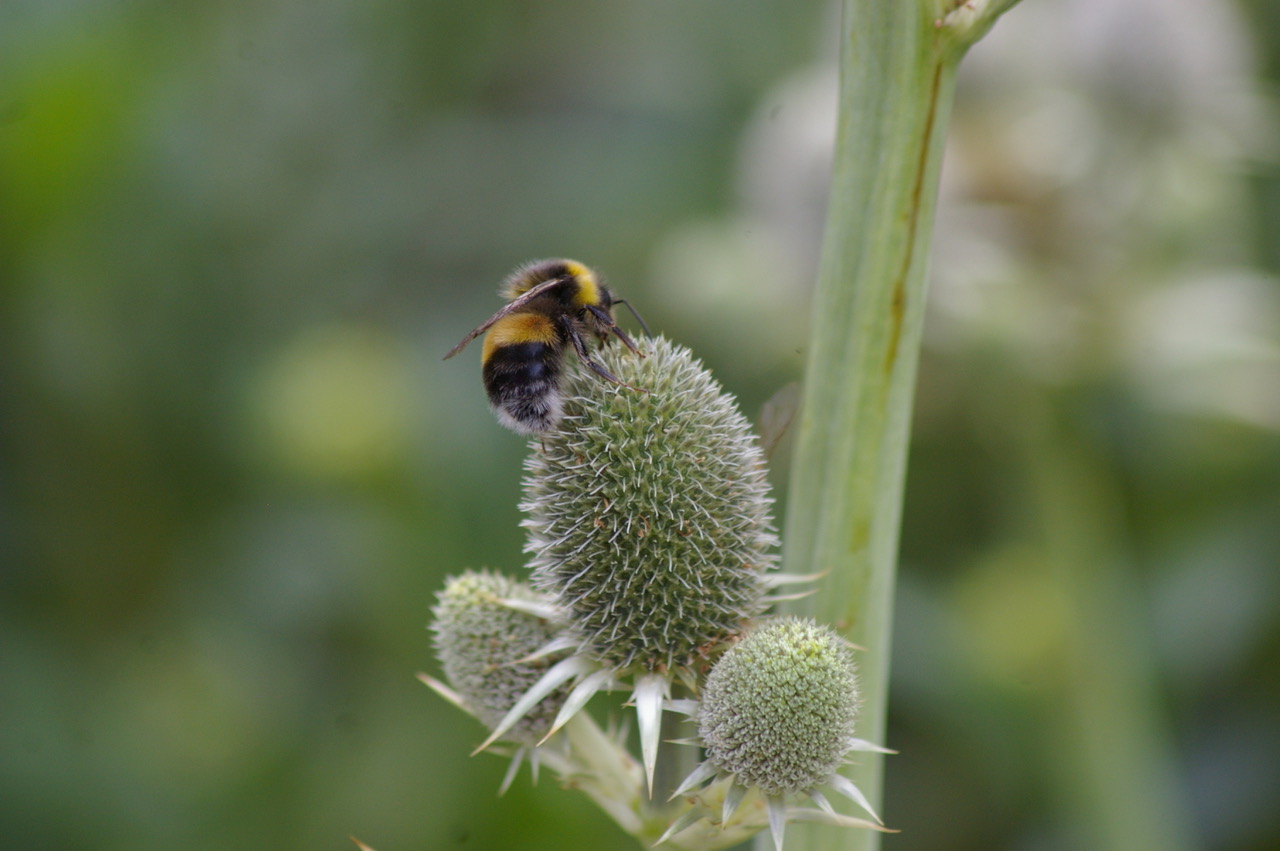 Fwd: Busy bee, Botanical Gardens, Sheffield			
					</div><!-- .entry-content -->
		
		<footer>
		
		
		
					
					</footer><!-- .entry-meta -->
	</article><!-- #post -->
				
											
				
		
<hr class=