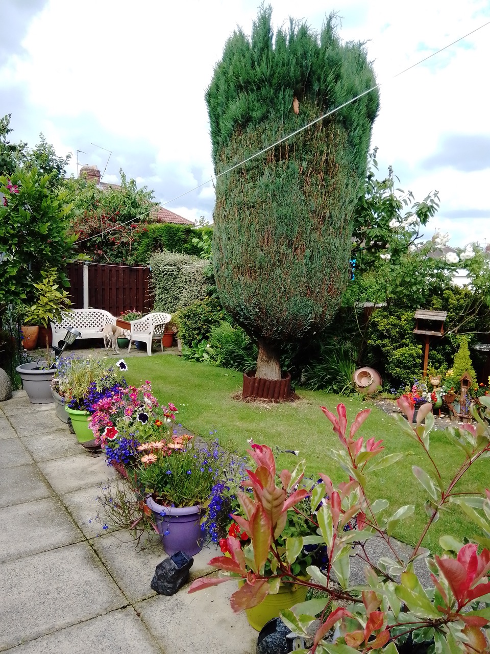 Fwd: Sue’s garden			
					</div><!-- .entry-content -->
		
		<footer>
		
		
		
					
					</footer><!-- .entry-meta -->
	</article><!-- #post -->
				
											
				
		
<hr class=